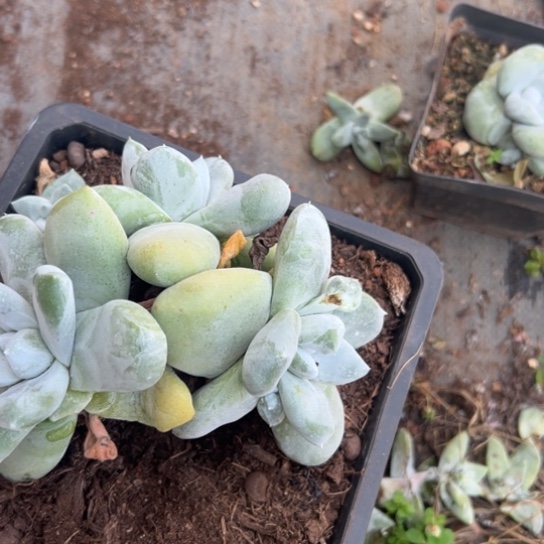 爽***雪谢谢宝～一物一拍2981