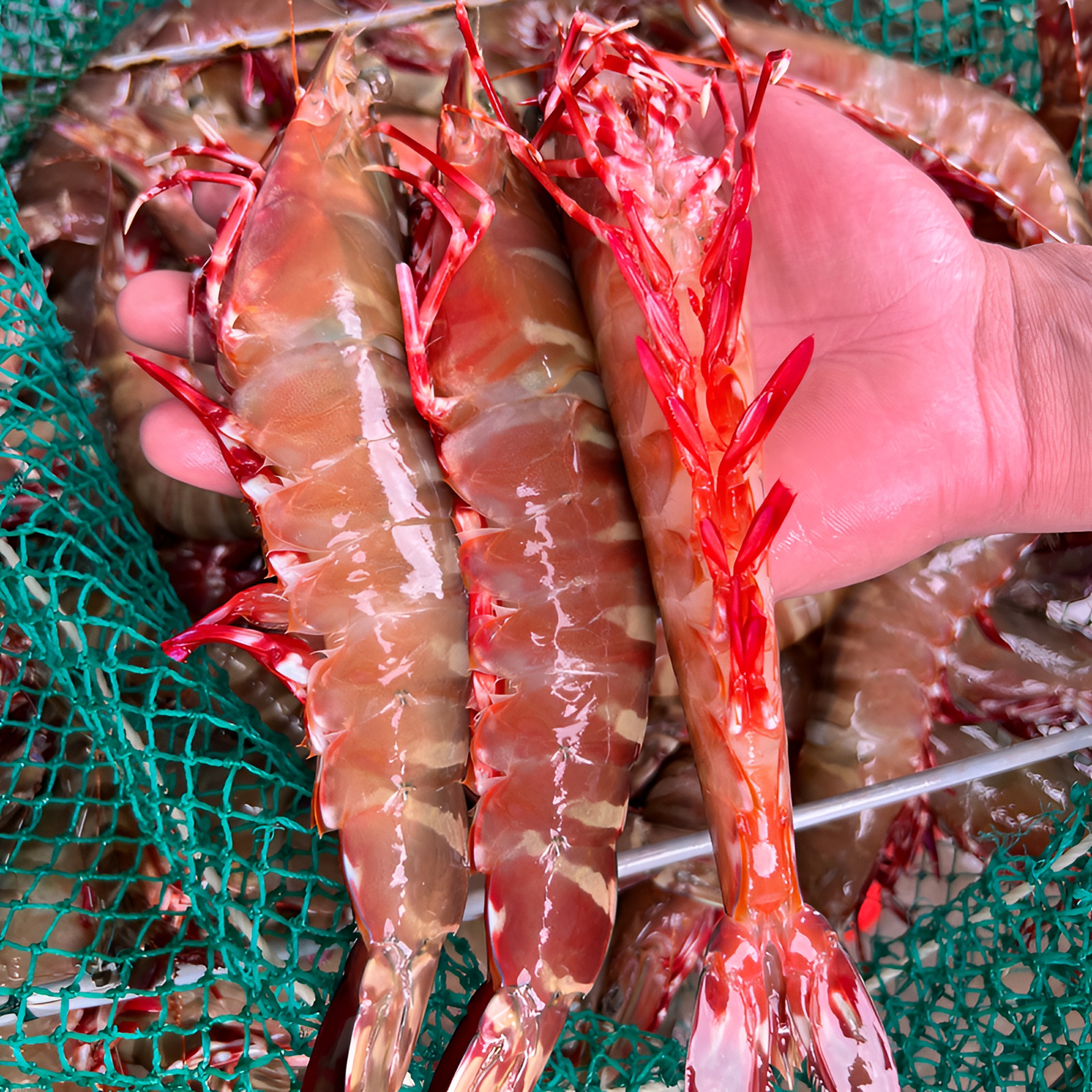 野生红爪虾【4-5左右/斤】带膏博贺渔港鬼虾酒楼宴席