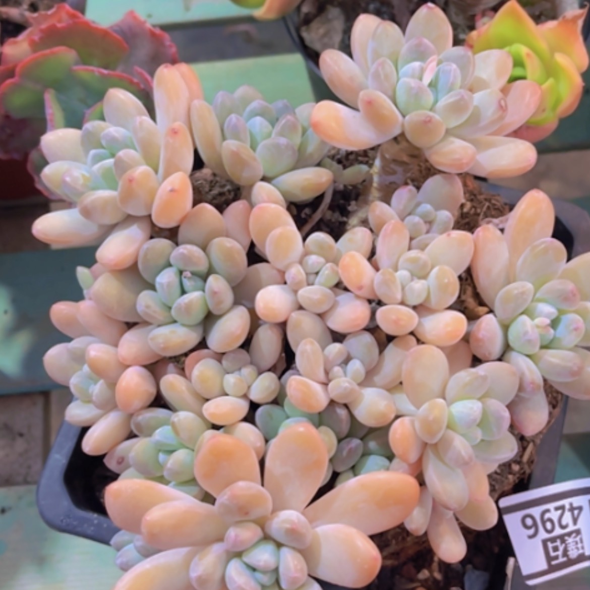 【闪购商品】香玉14196