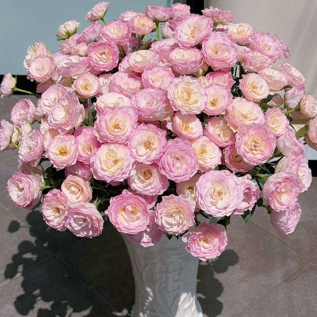 楠桐多头星簪玫瑰鲜切花云南基地直发顺丰