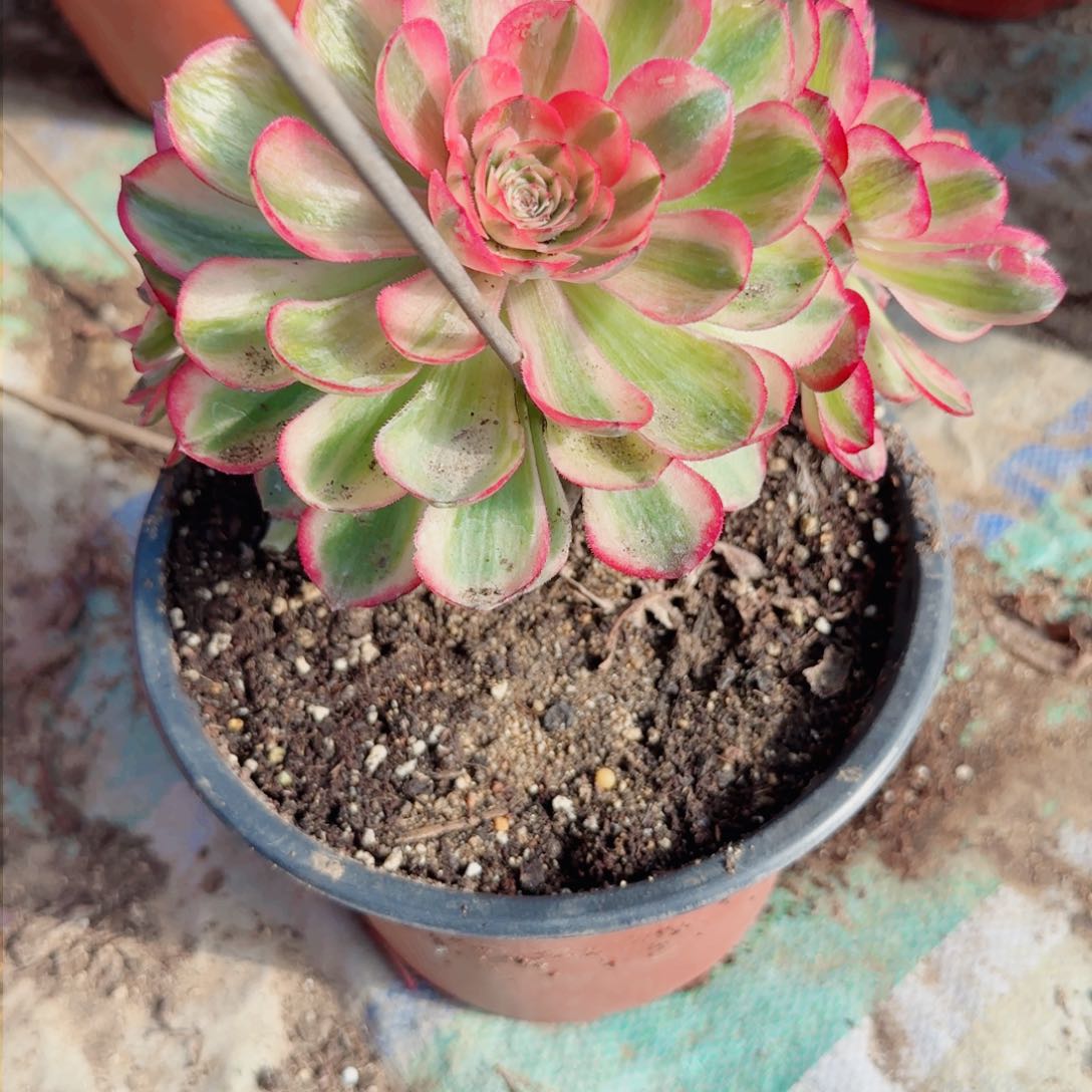 倾城法师多肉00000