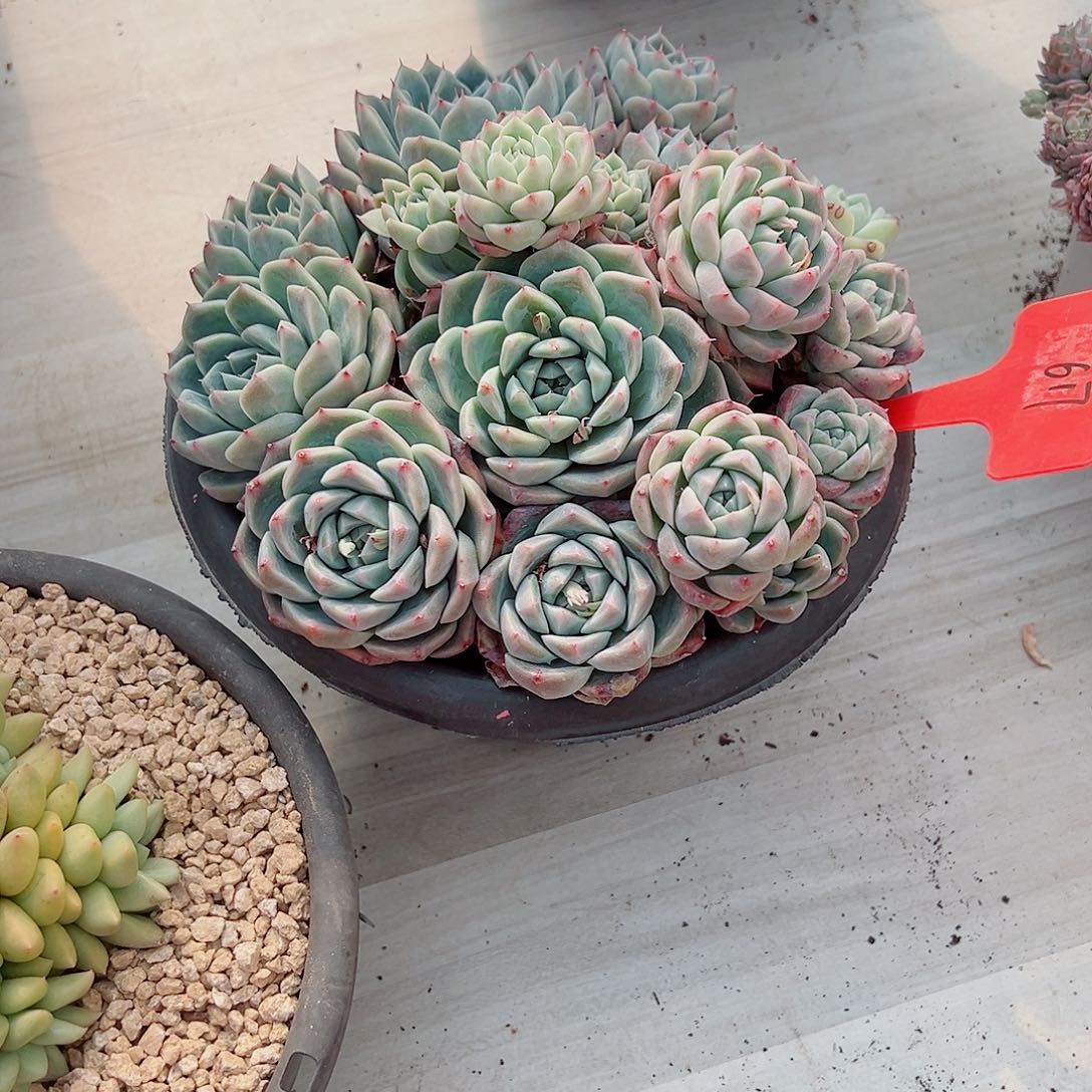 暖*617阿尔巴佳人多肉植物