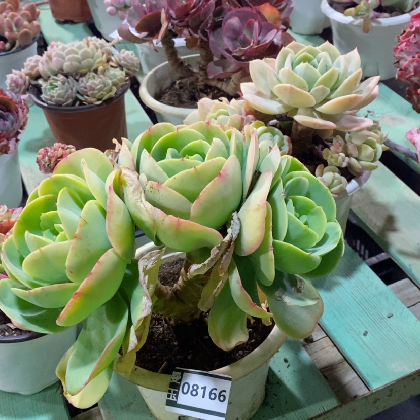 【闪购商品】碧桃08166