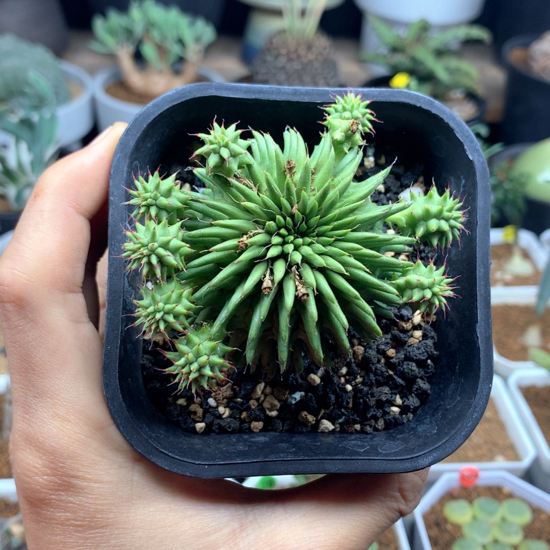 实生海胆大戟群生脱土