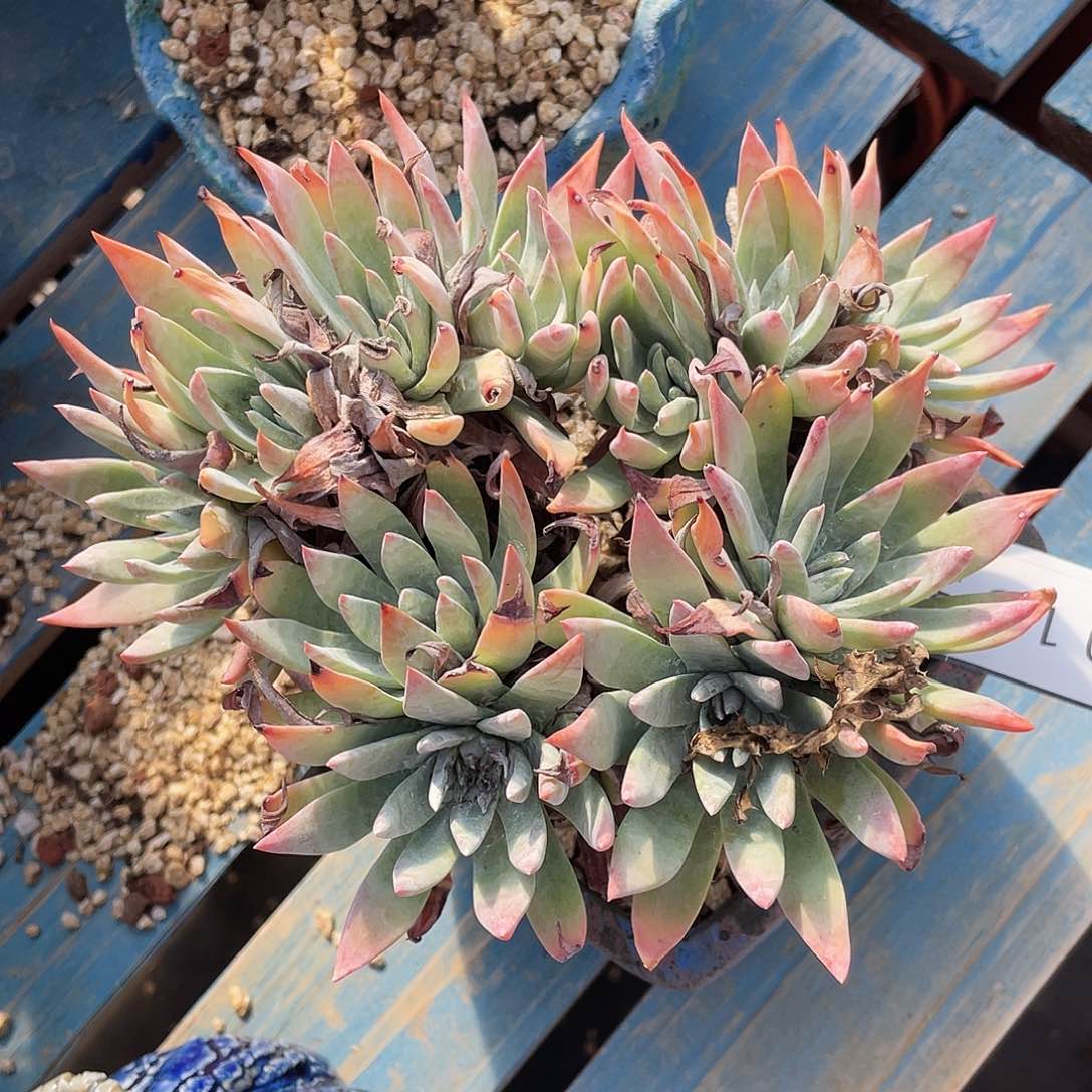 刘丹杂泡芙老桩0153