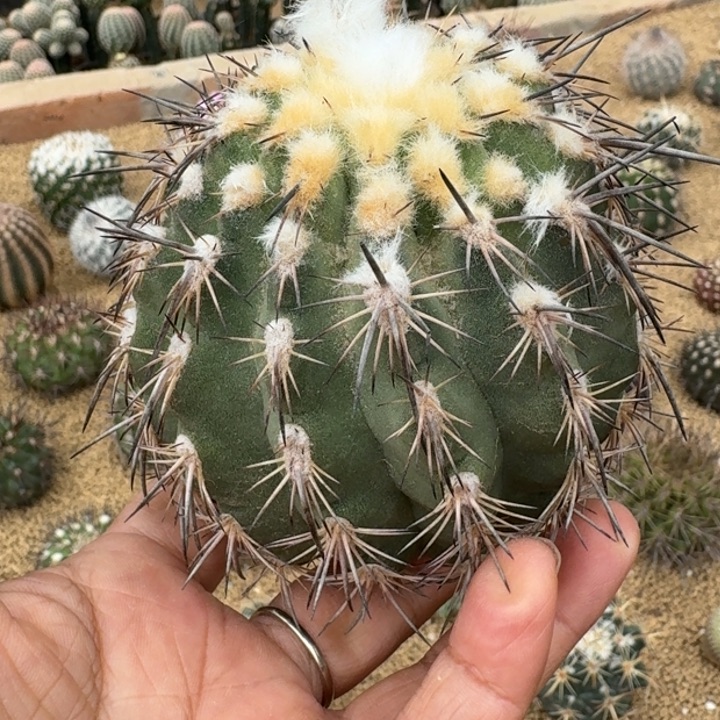 花轮王子6666666666