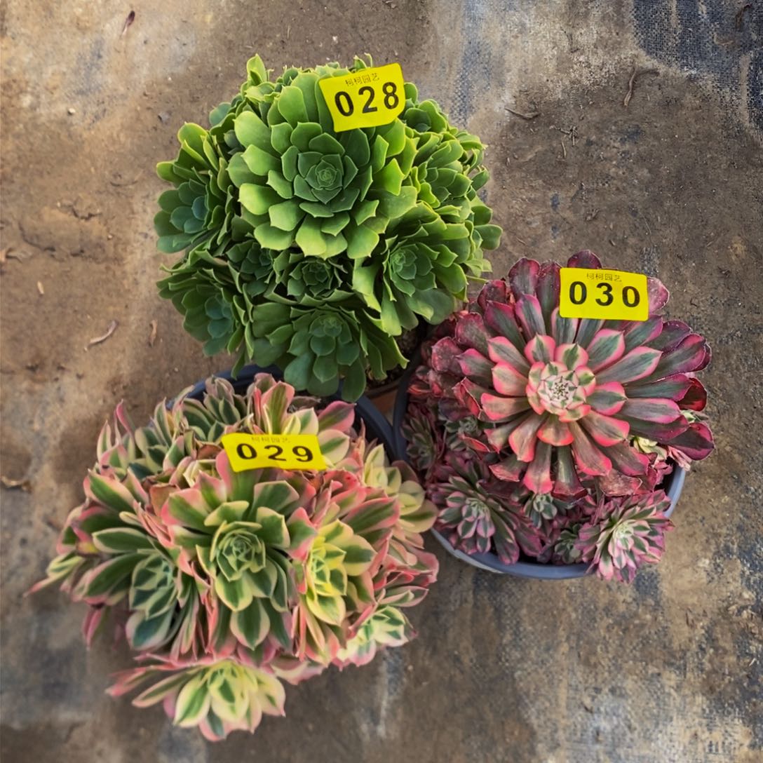 用****莲多肉000028、30、29寄养