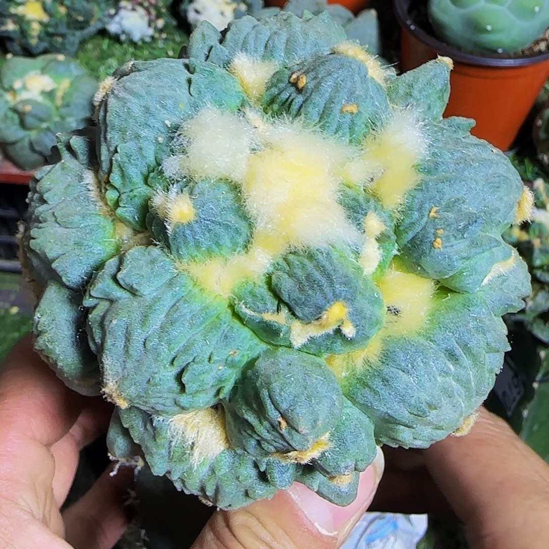 叉尤蛋怒618仙人球