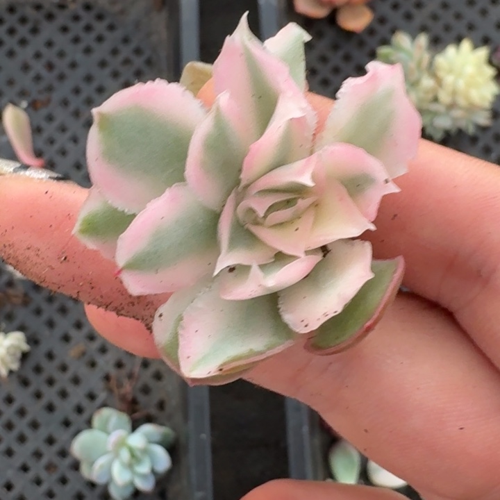 紫蝴蝶锦一物一拍
