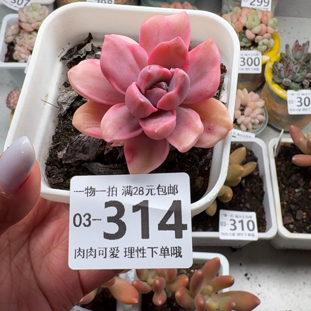 彩虹糖锦无盆土发货