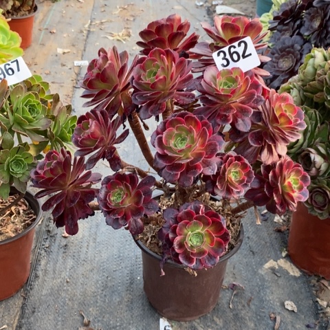 安娜多肉植物法师不包损