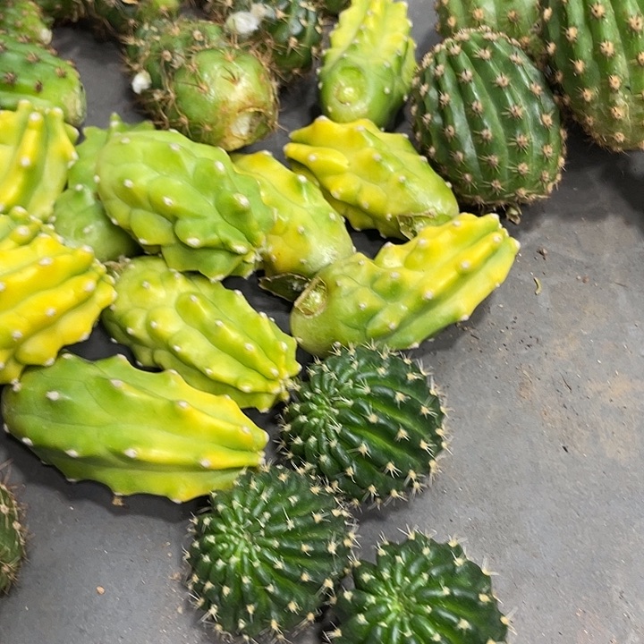 新品丽花文昌门侧芽一个