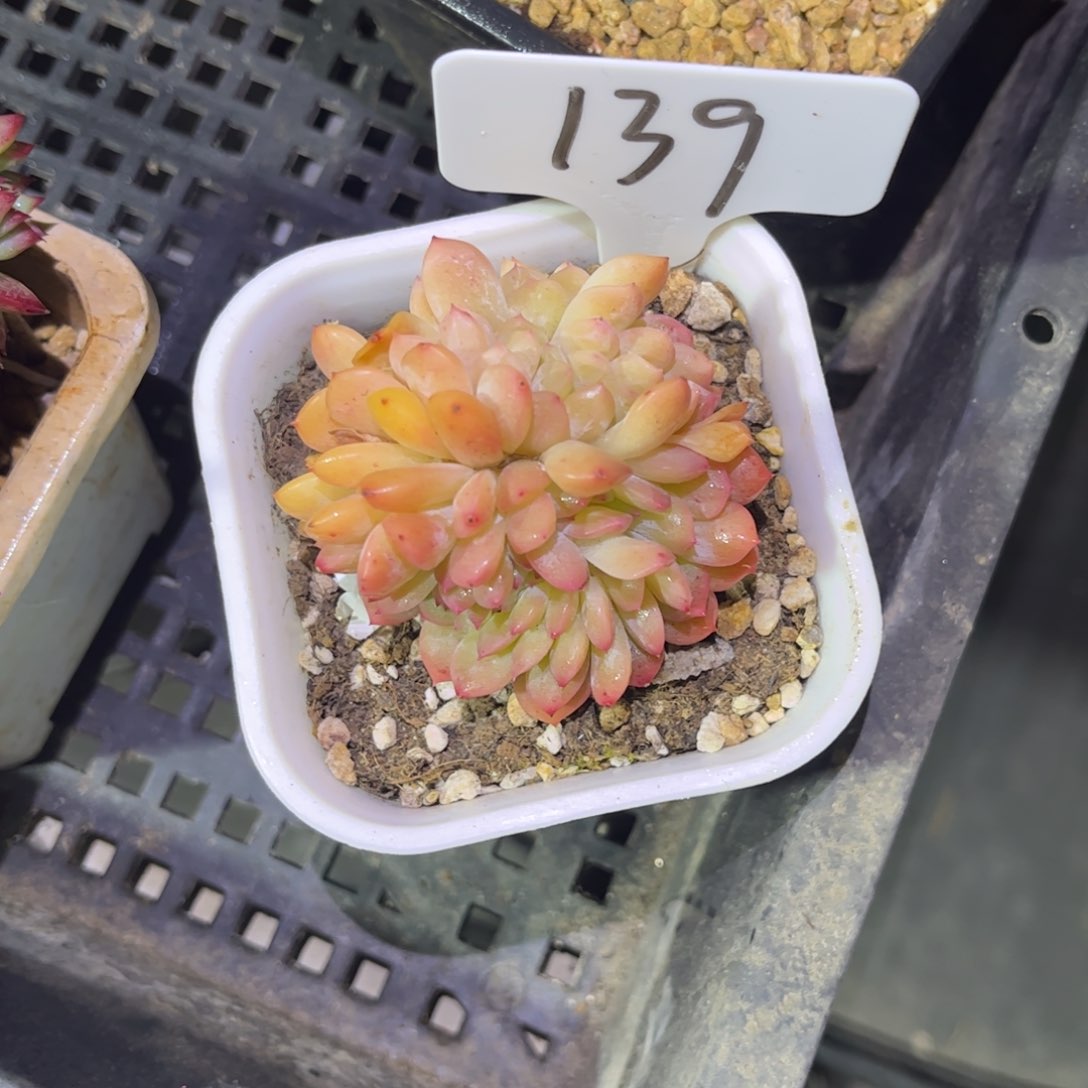 139 小曹年度一物一拍