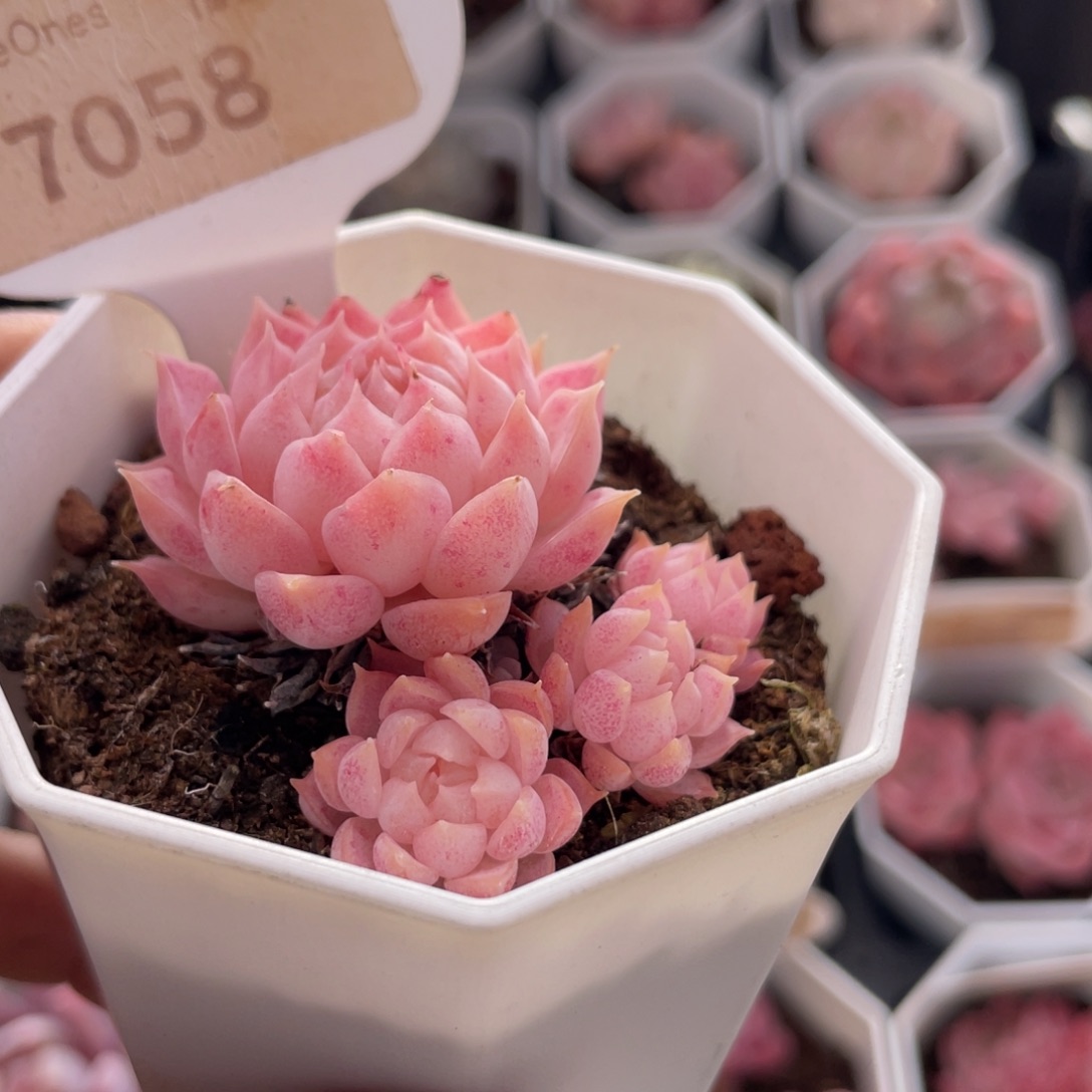 朱砂痣7058-5.0厘米