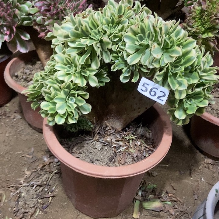 562绿豆沙缀化老板子法师