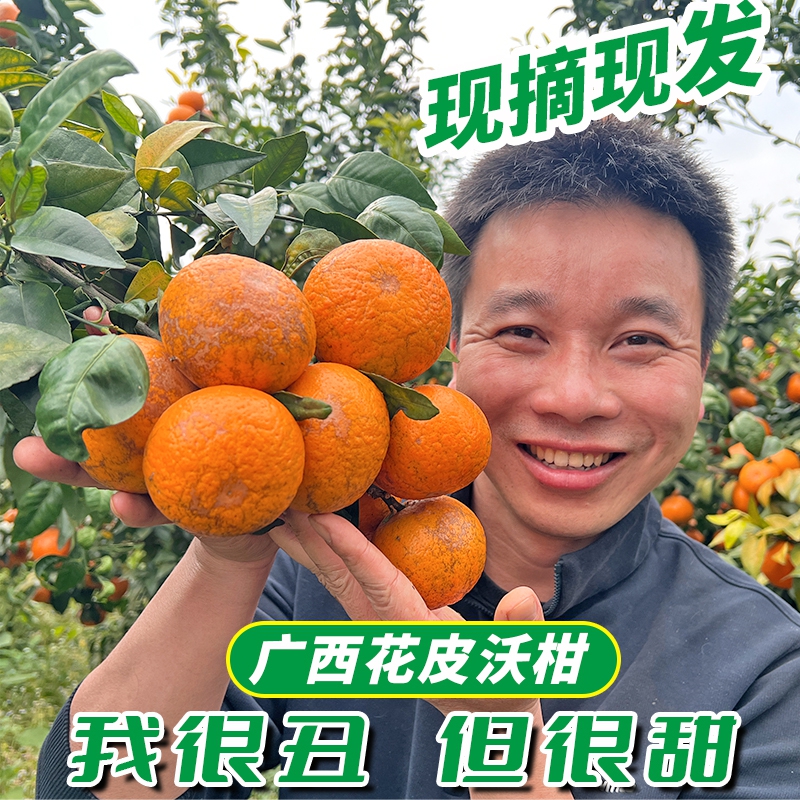 广西武鸣沃柑花皮果8斤香甜饱满皮薄肉厚水果新鲜现摘柑橘