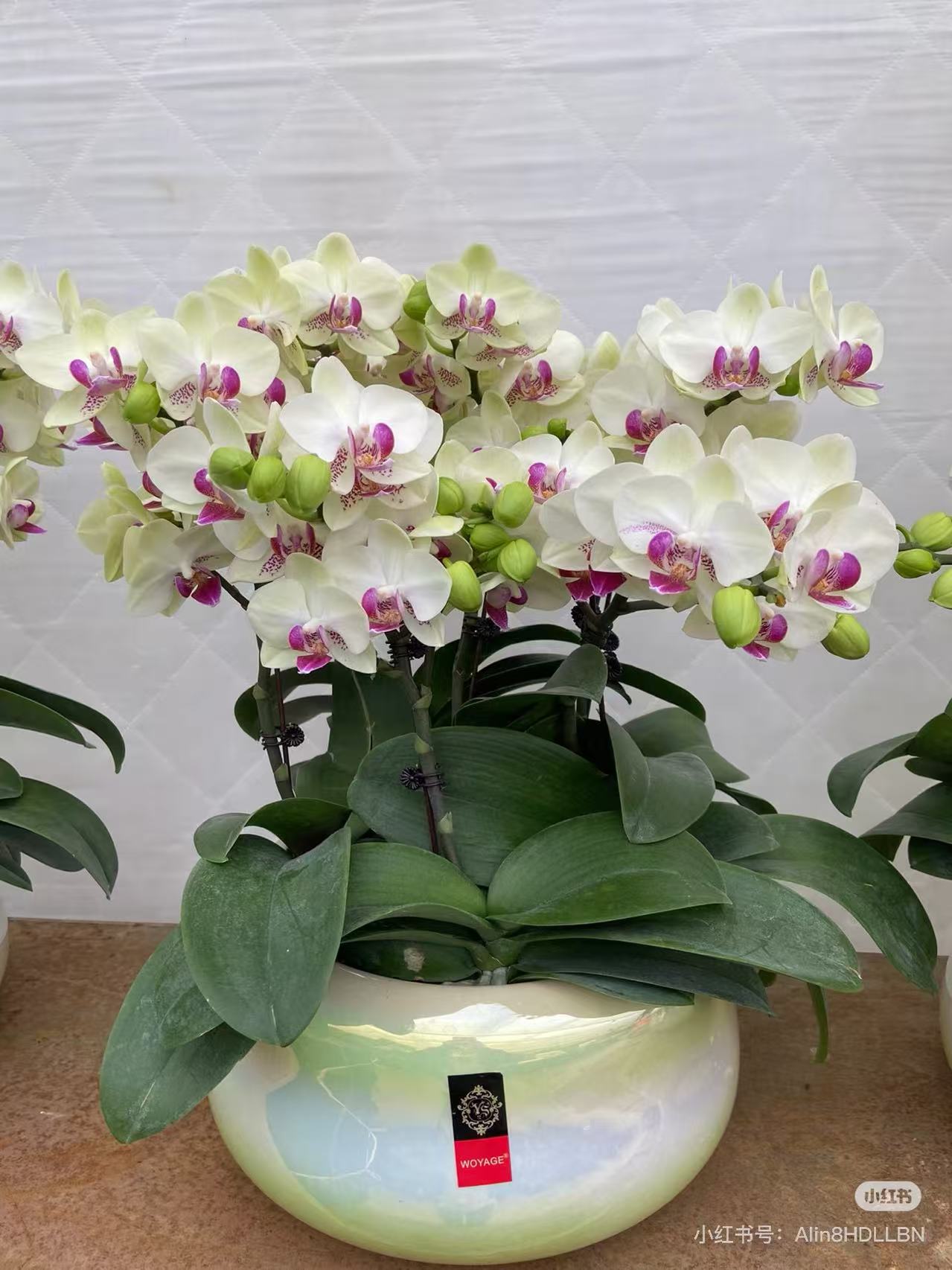 绿熊双剑带苞部分开花3.0存5度以下另拍保温不拍保温、消包不售后