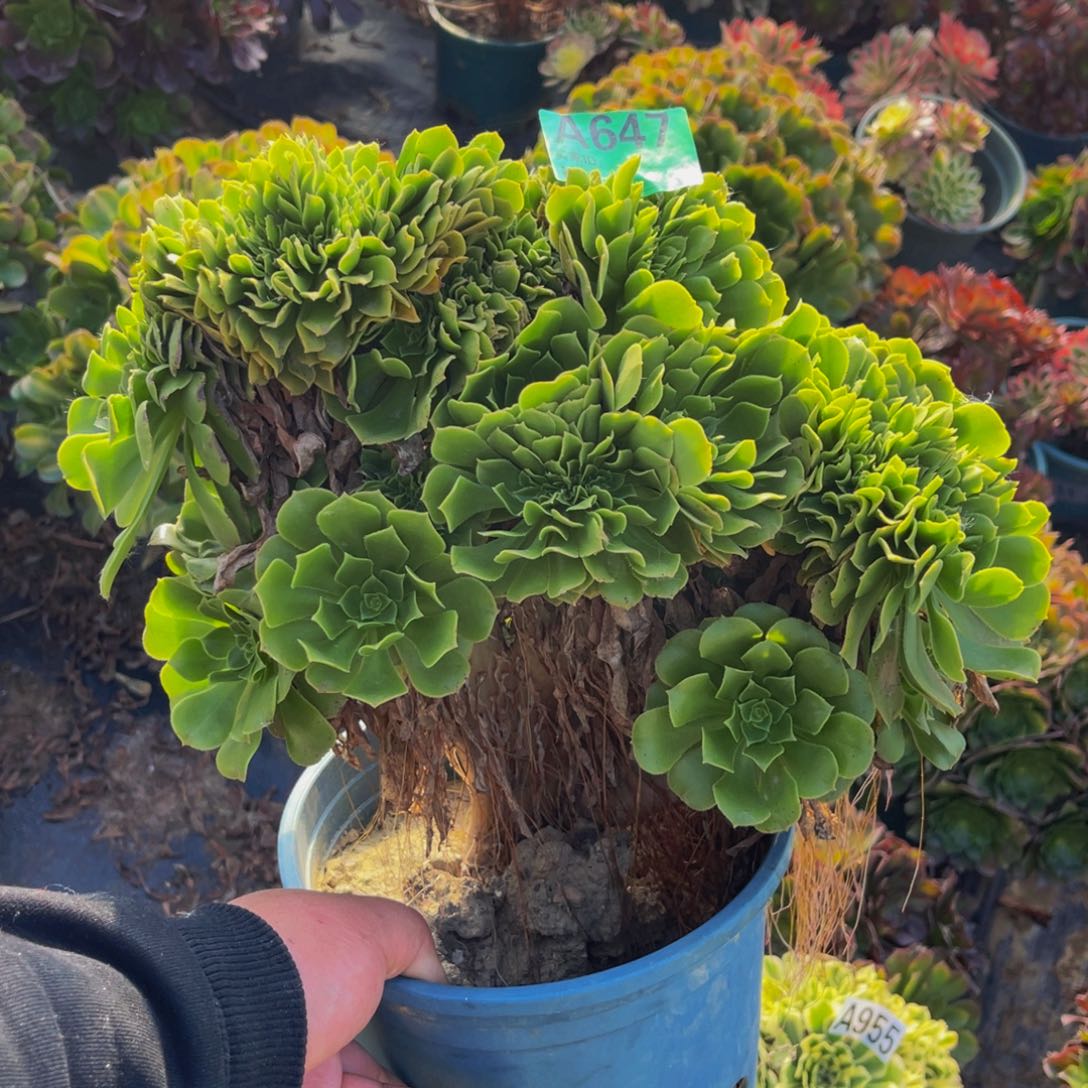 绿杨蓉缀化1-10¥¥