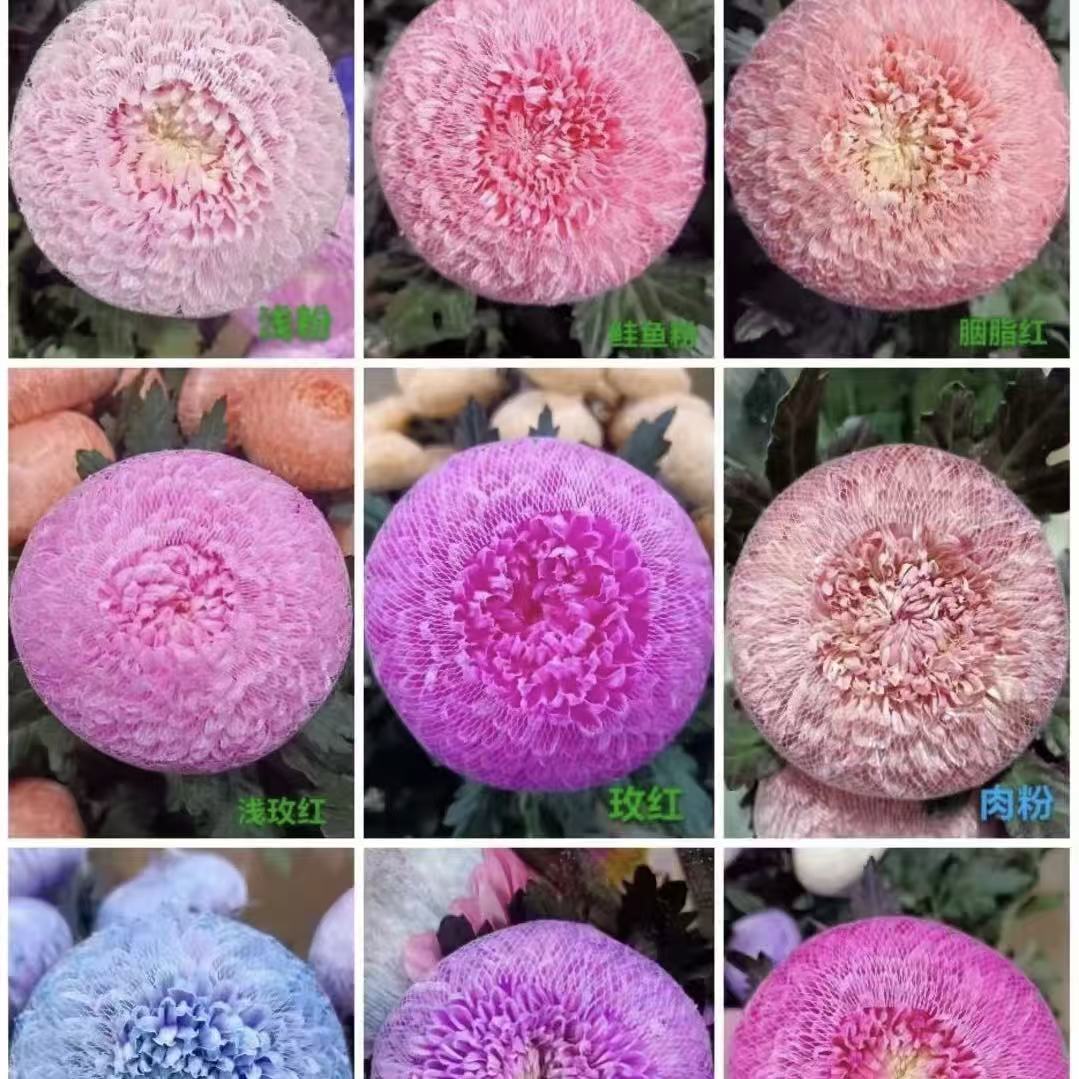 【花之物语】牡丹菊直播间链接  包邮