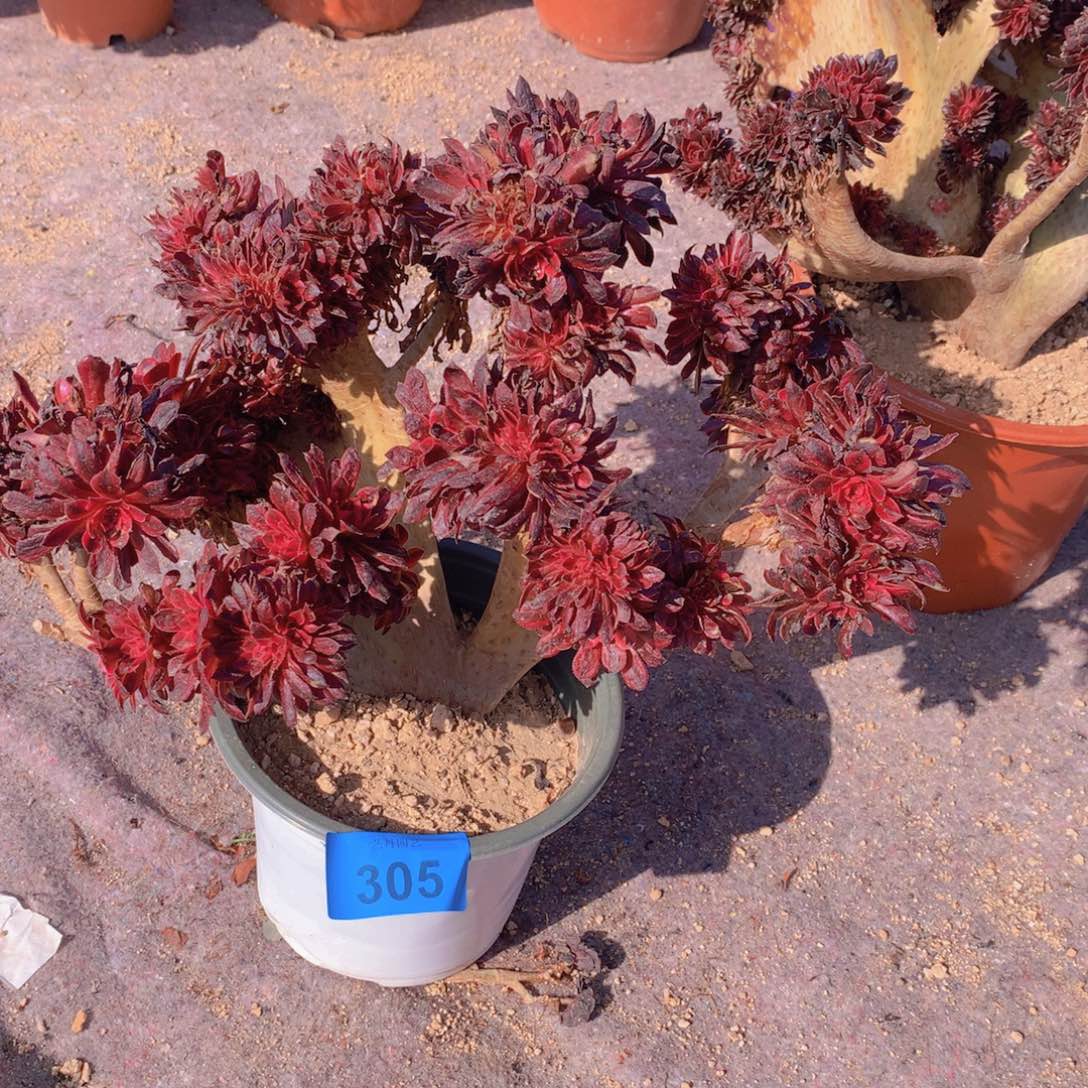 305黑铜超白一颗微瑕