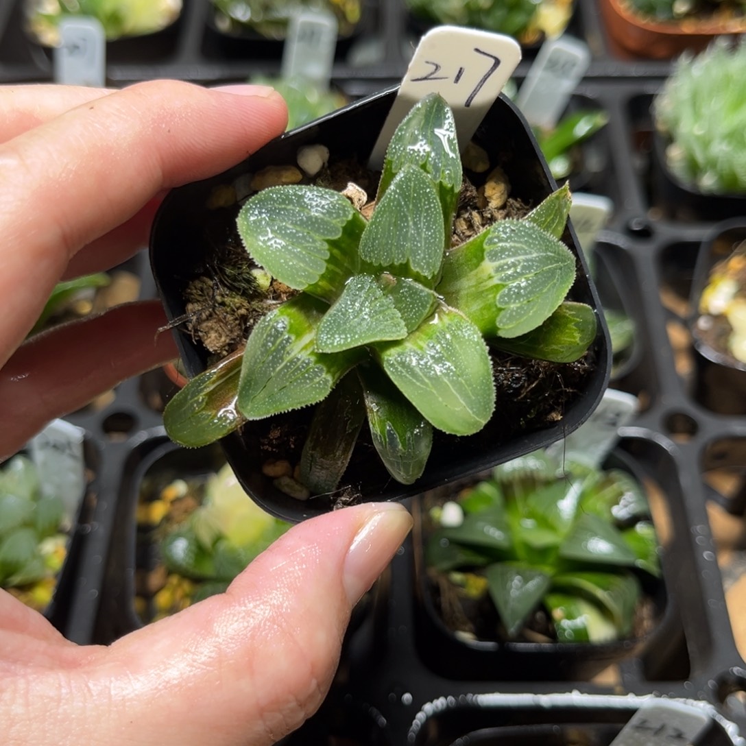 217蓝光磨面寿锦一物一拍