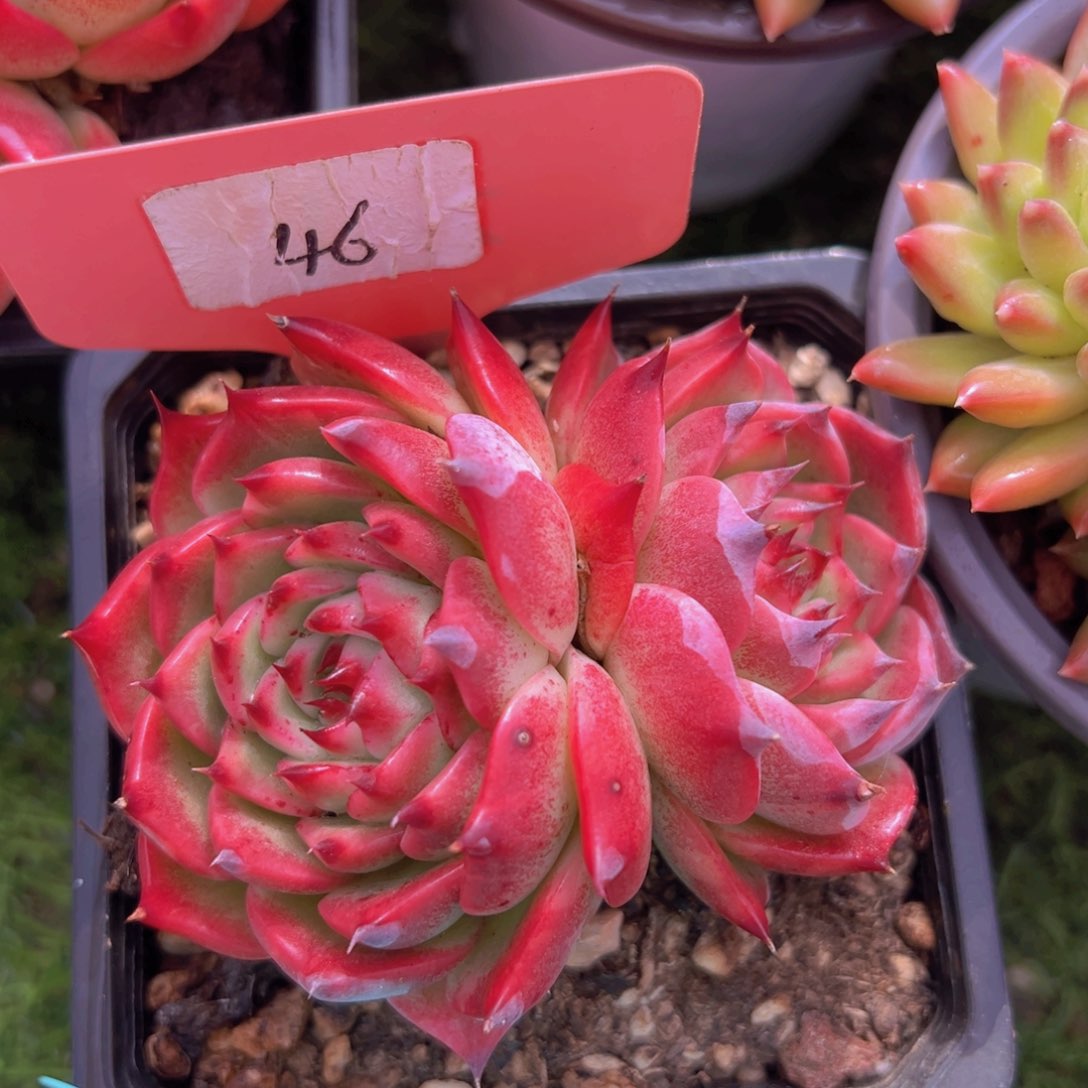 香玉的故事是一个人的故事