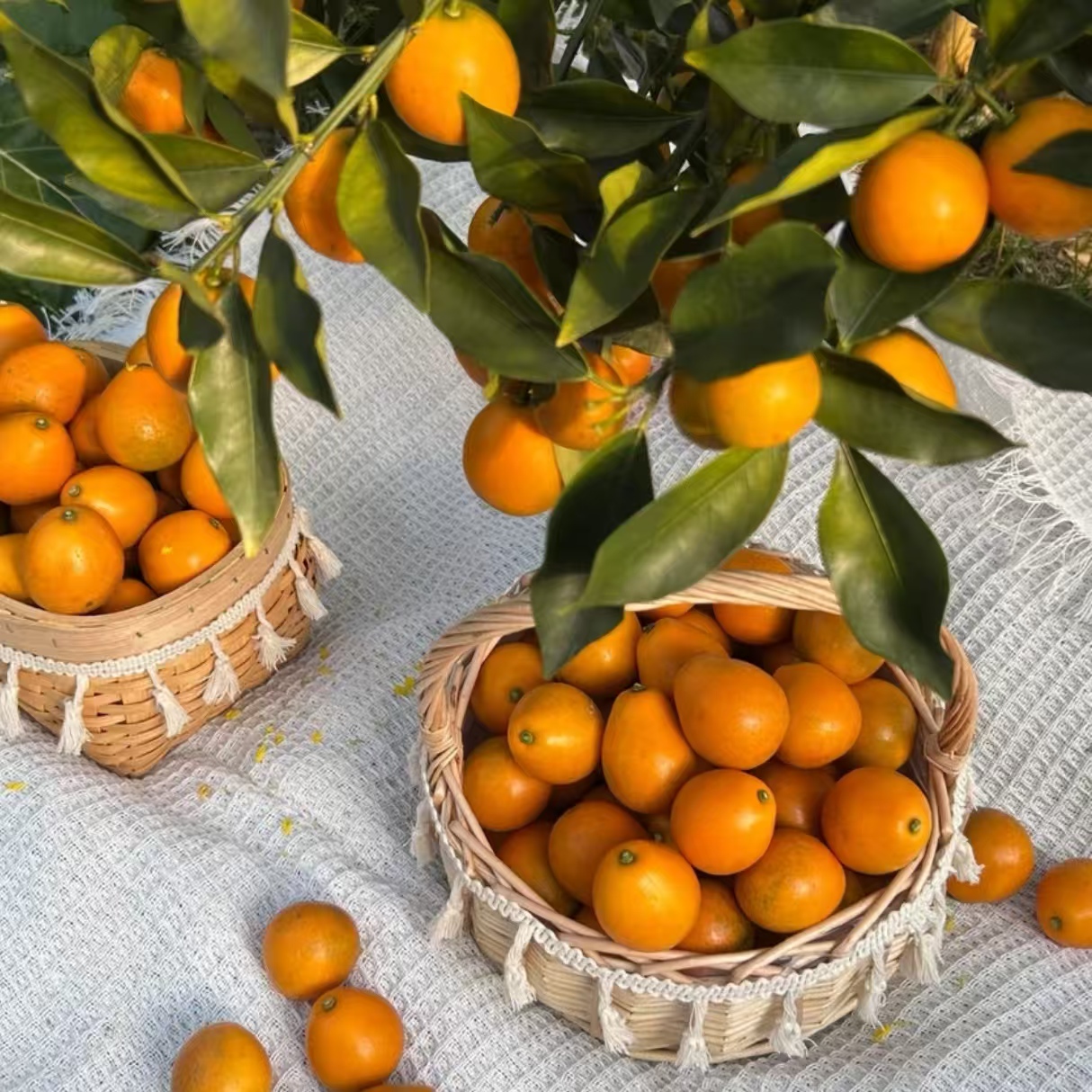 【新疆包邮】广西融安脆蜜金桔新鲜现摘无酸当季美味水果