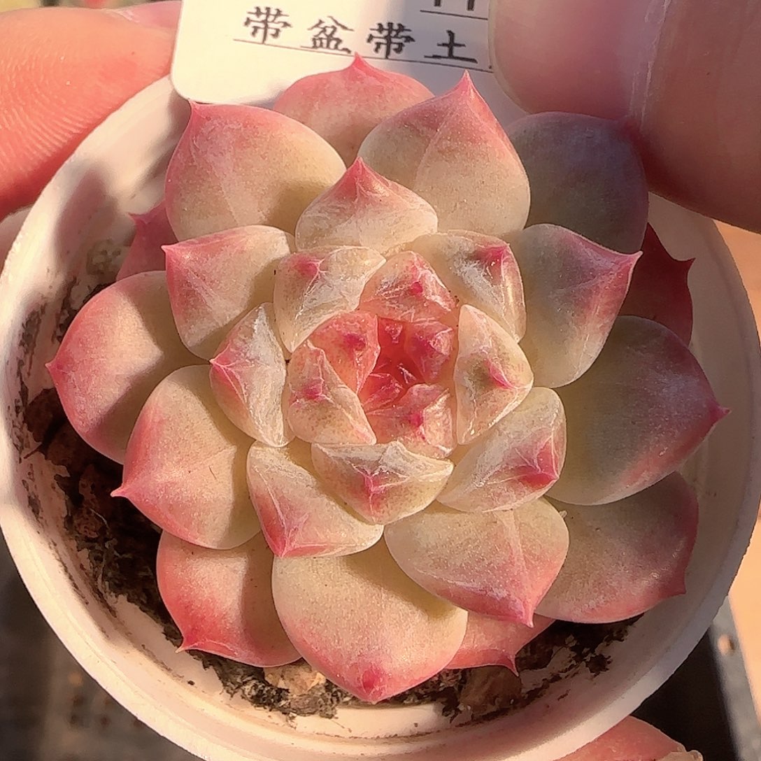 多肉1128-141秘境冰魄