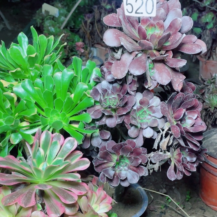 多肉植物组合520