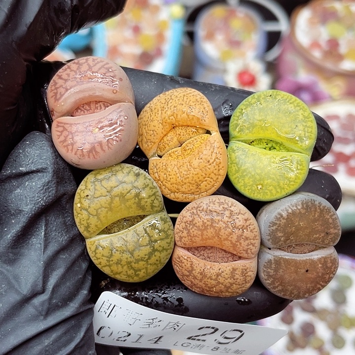 生石花满18包邮14-29