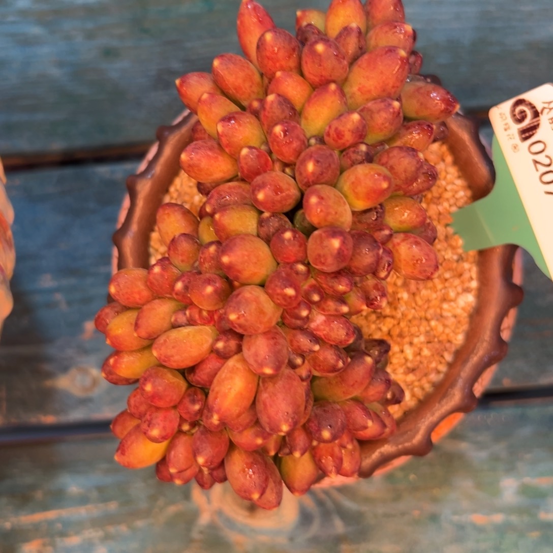 多肉一物一拍编号0207-271