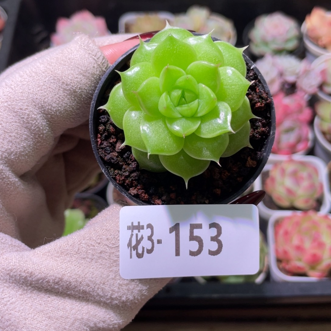 花利美3-153麦秆单头