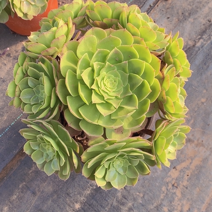 闪购法师1棵万圣节