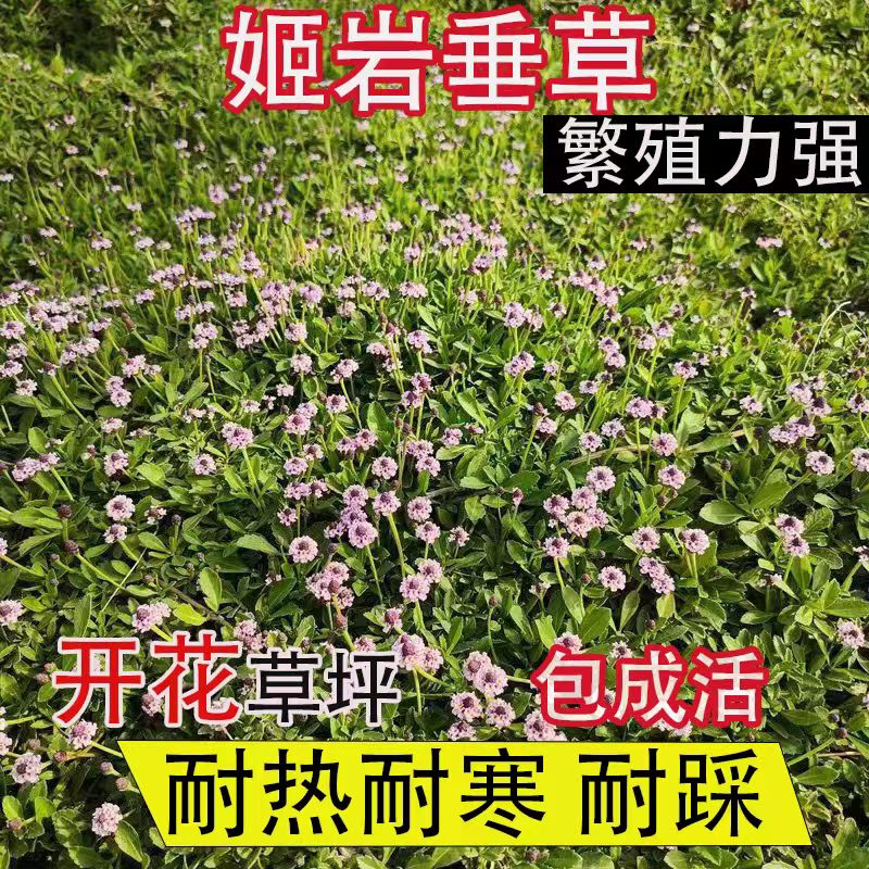 姬岩垂草庭院绿化植物四季常绿好养