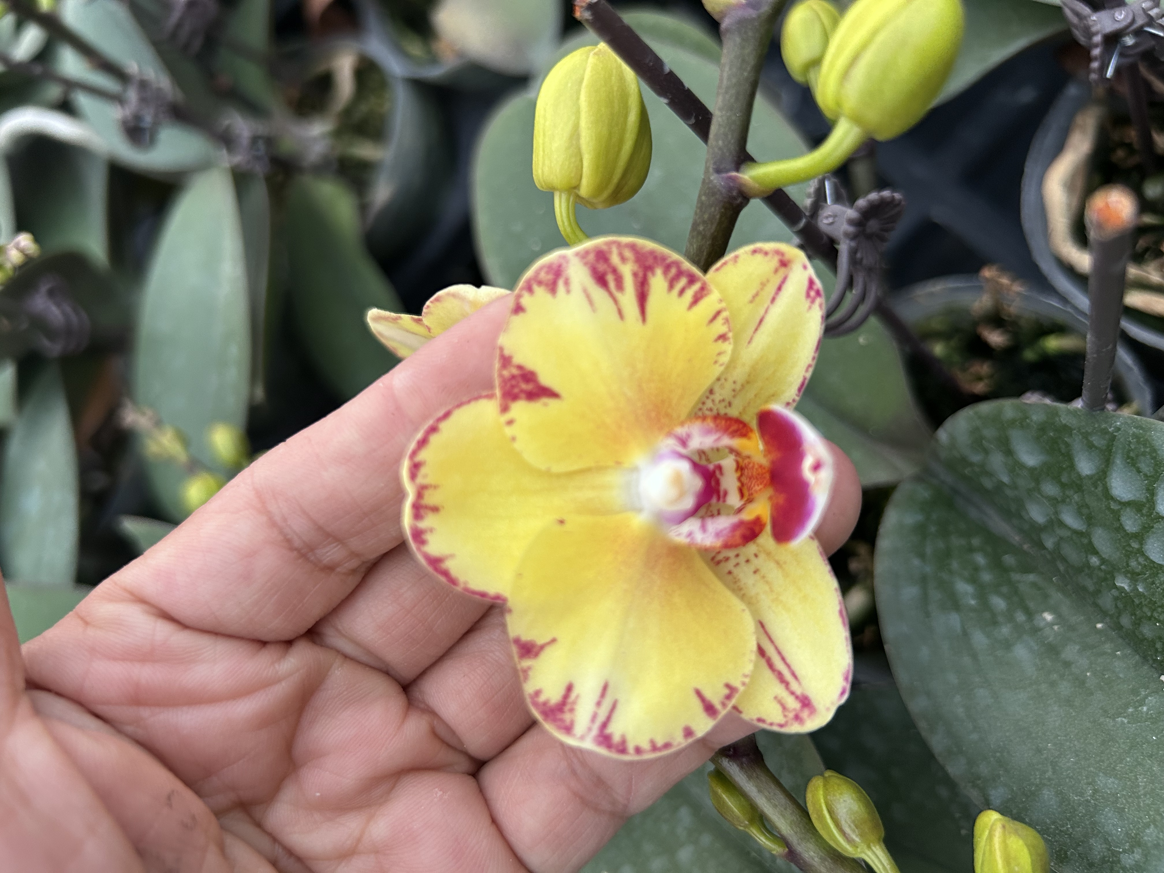 蝴蝶兰【金凤凰】2.8寸 花色娇艳耐适合室内观赏   可送人送礼