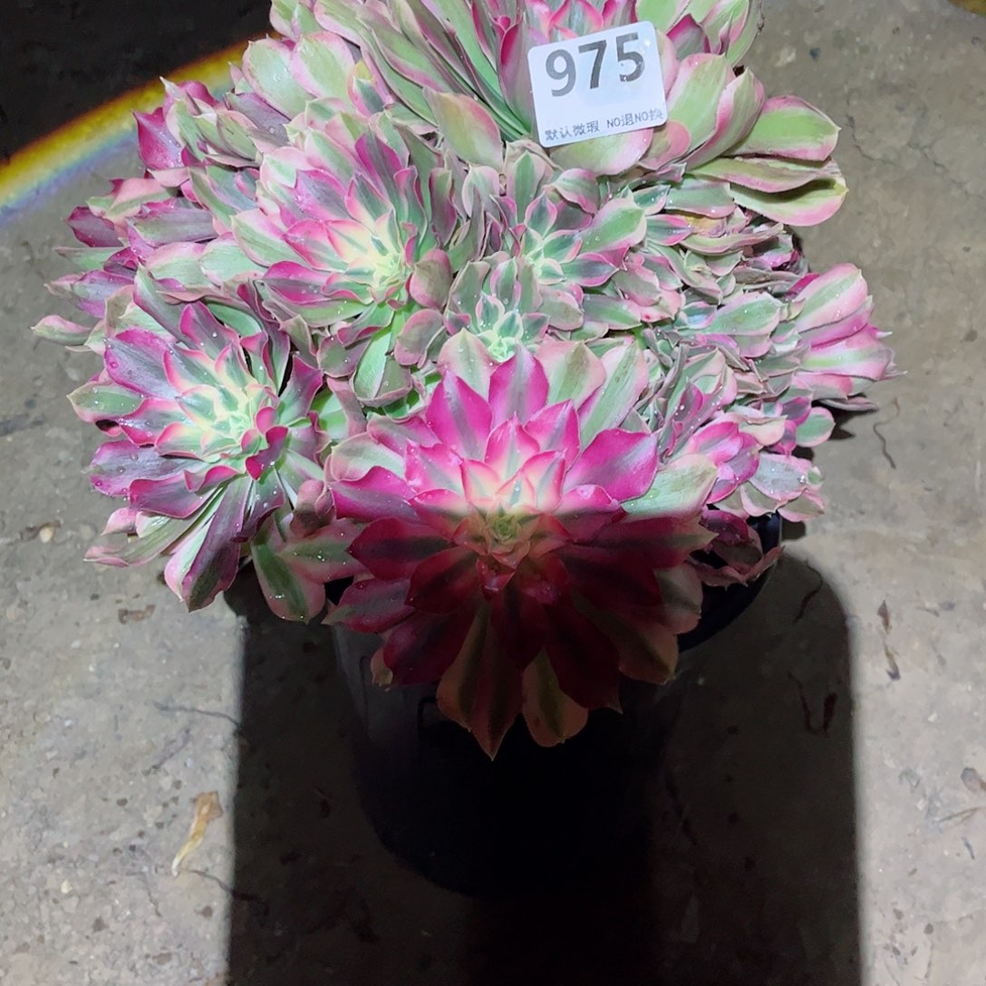 无花朵多肉植物975