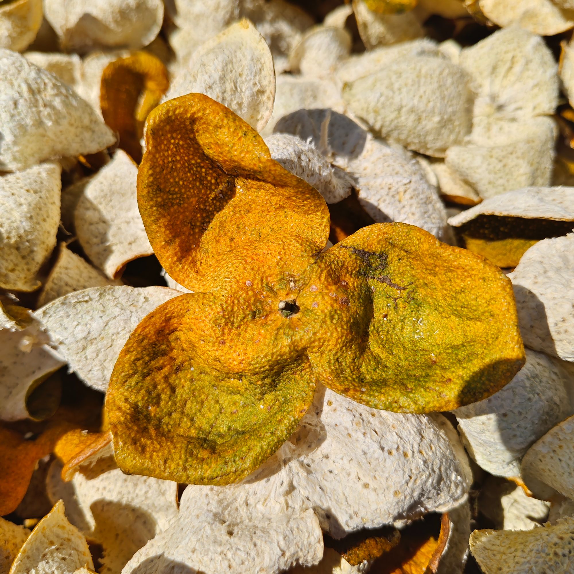 2024年天马圈枝大红皮新会原产陈皮自然生晒