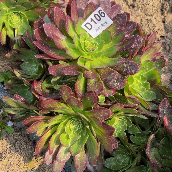 106万花筒量15米多肉法师不包断枝