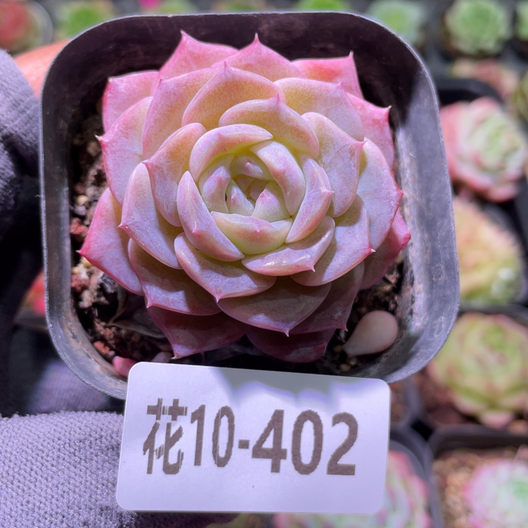 花利美10-402纯爱 