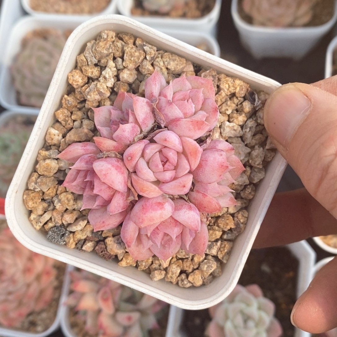 精品多肉一物一拍不包整19