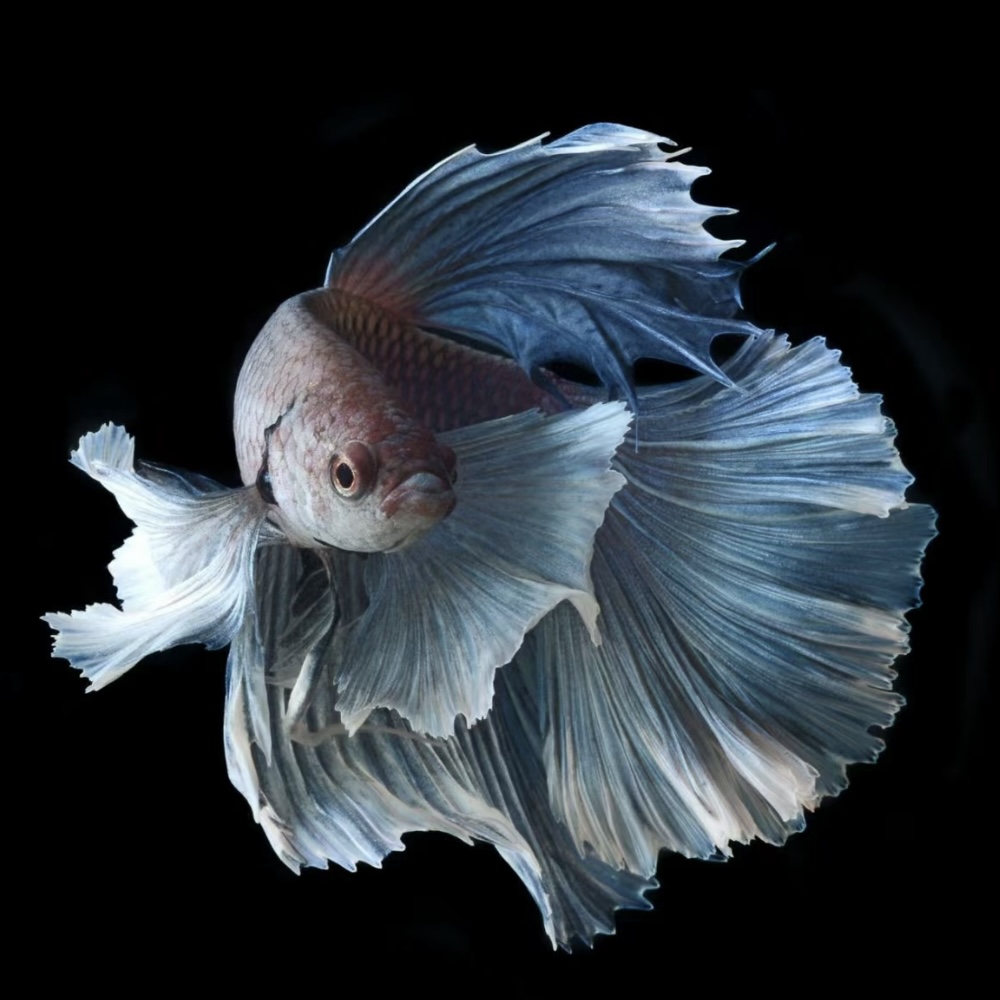 B2（25-48）泰国斗鱼活体精品观赏鱼活体（直播间选鱼）