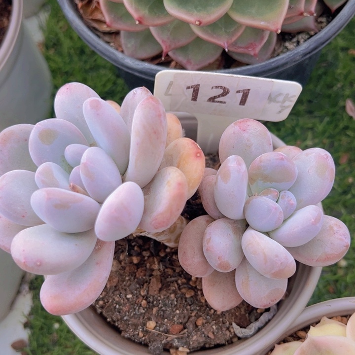 健健康康平平安安