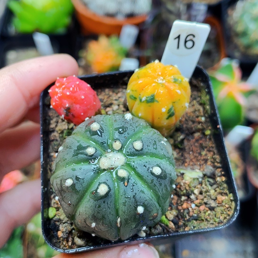 非偏远地区满25包邮仙人球