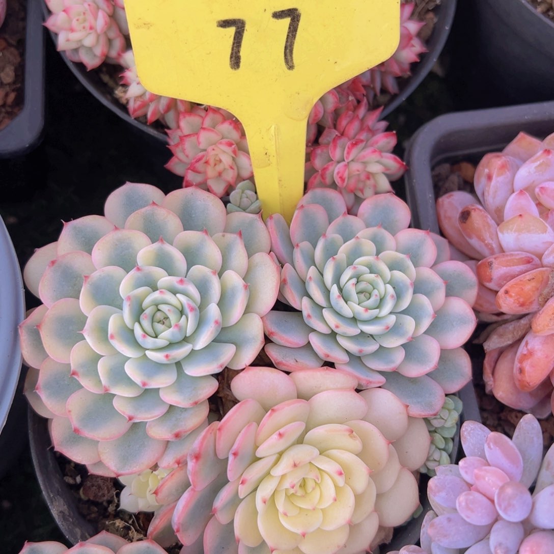 香玉的故事是一个人的故事