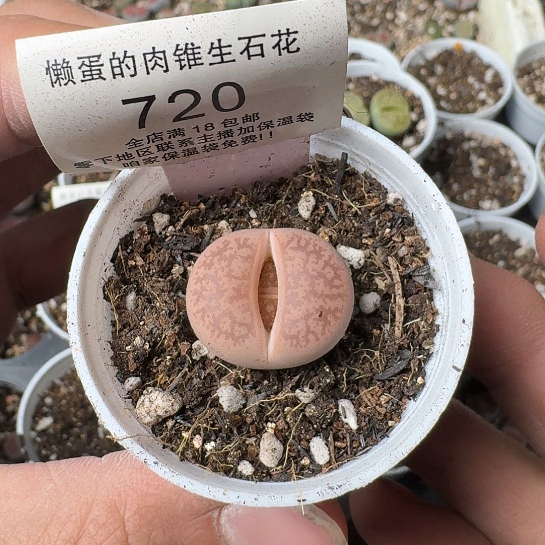 720盆口5公分满18包邮