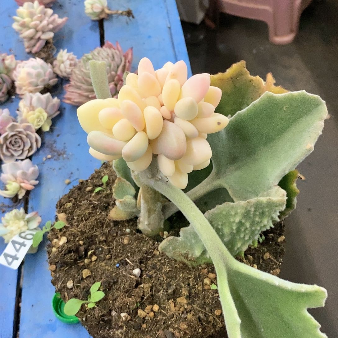 豆*果奶酪锦多肉植物哇啦塞哇啦塞