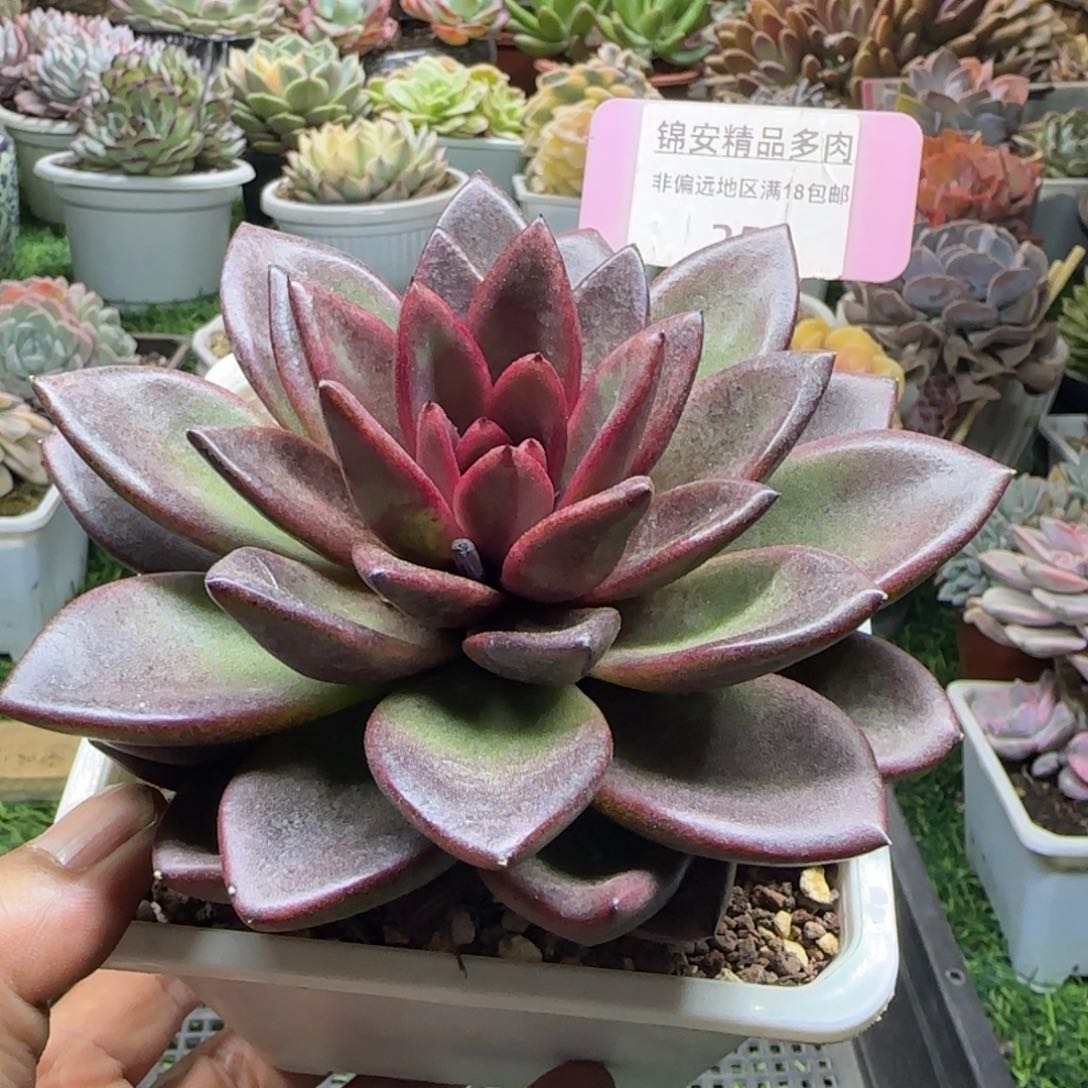 锦安精品多肉植物259