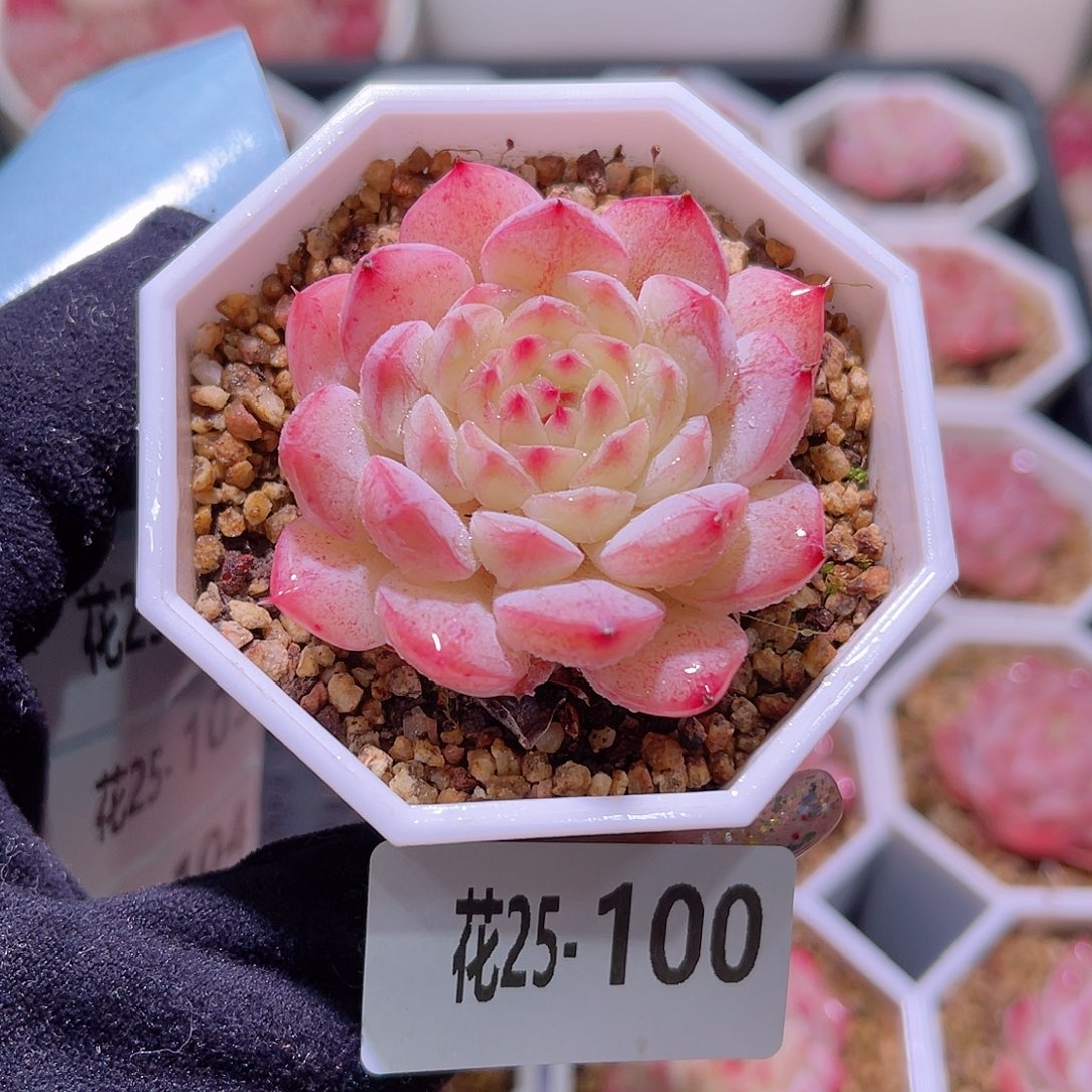 花利美25-100白桃汽水