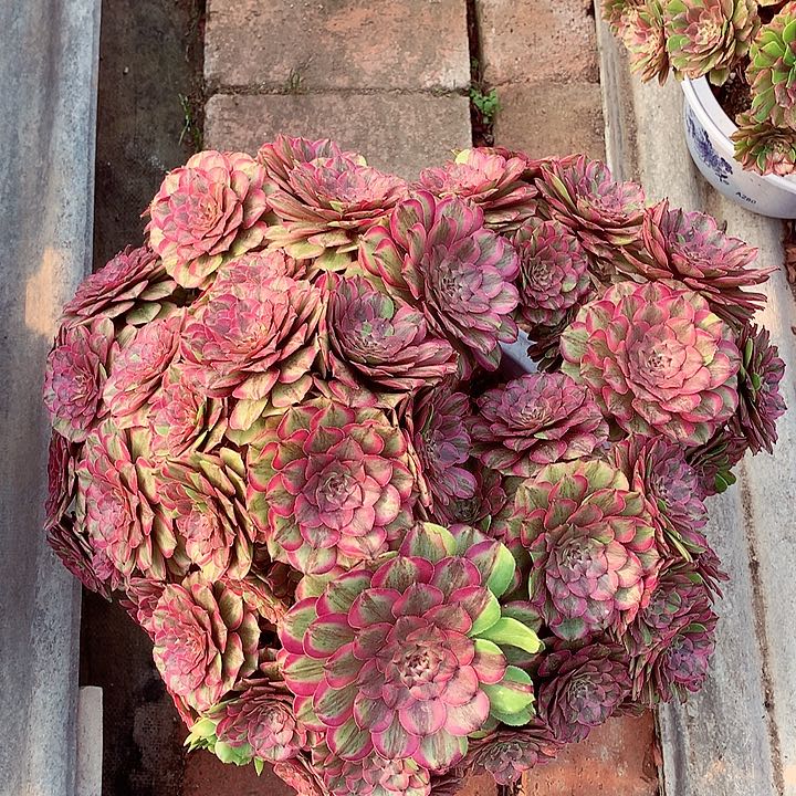 花脸粉黛摘心，多肉