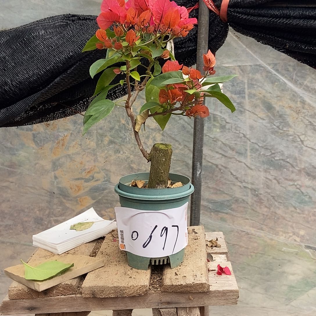 一***光完全开放你的三角梅。11